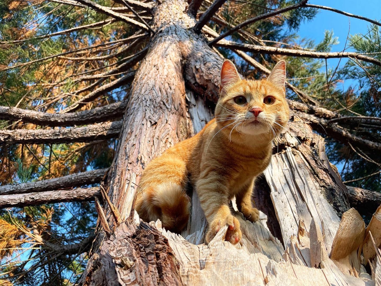 Orange cat high in a tree, Canopy Cat Rescue