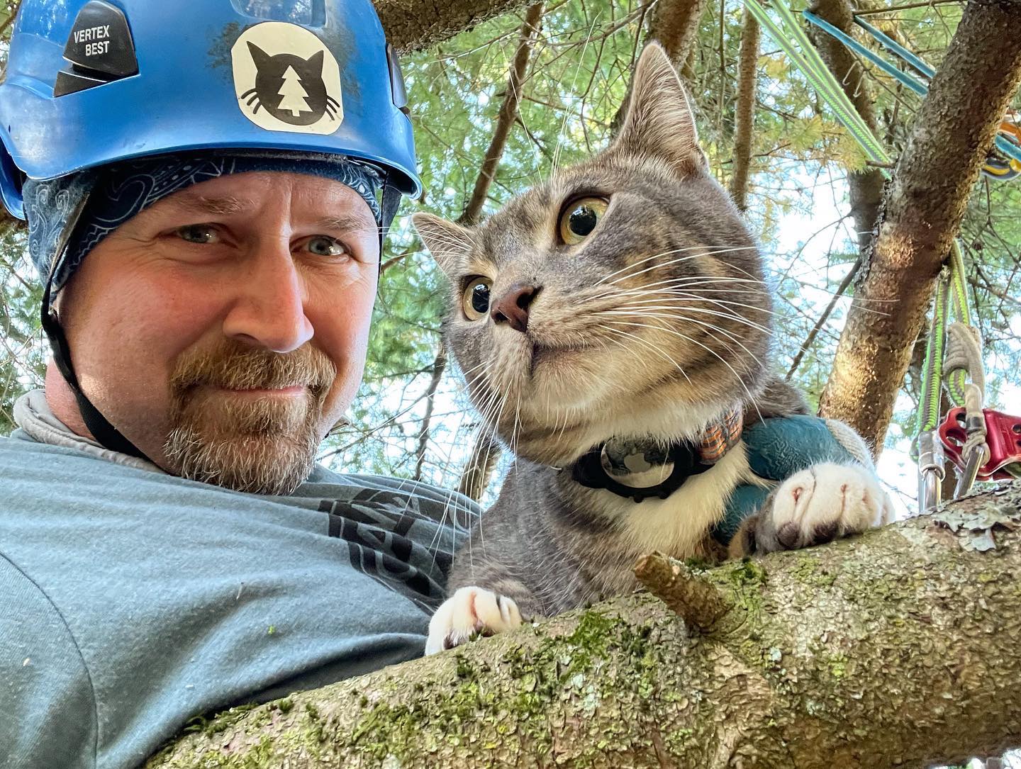 Canopy Cat Rescue climber with a cat in a tree