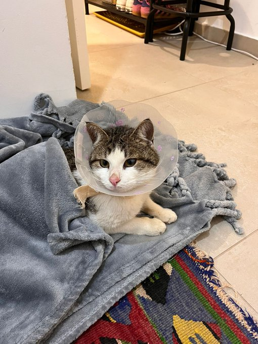 Franklin at home in a recovery cone