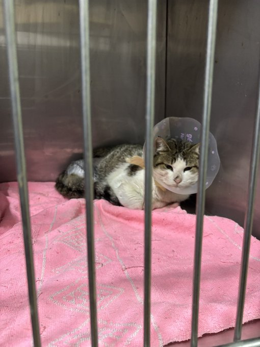 Franklin in a vet cage after surgery